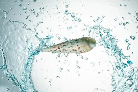 Seashell water splash Stock Photos
