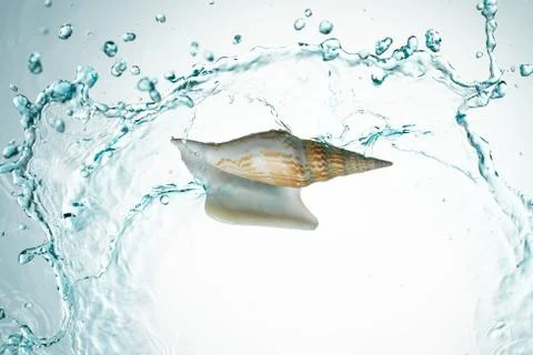Seashell water splash Stock Photos