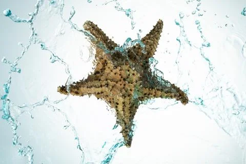 Seashell water splash Stock Photos