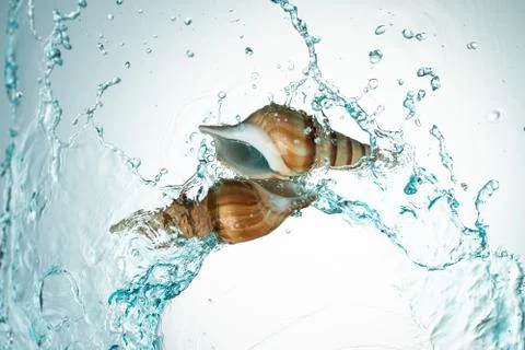 Seashell water splash Stock Photos