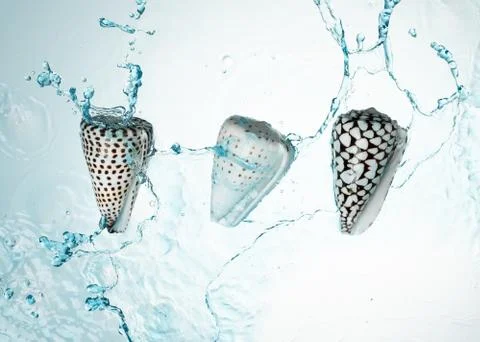Seashell water splash Stock Photos