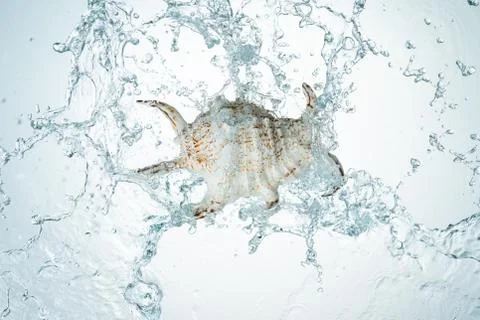 Seashell water splash Stock Photos