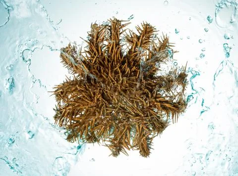 Seashell water splash Stock Photos