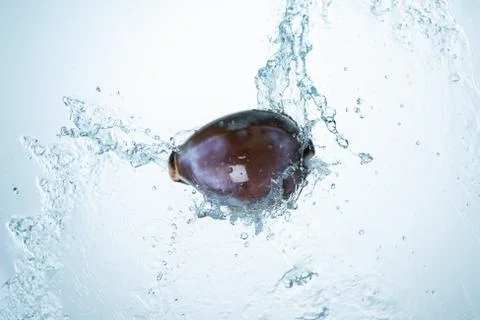 Seashell water splash Stock Photos