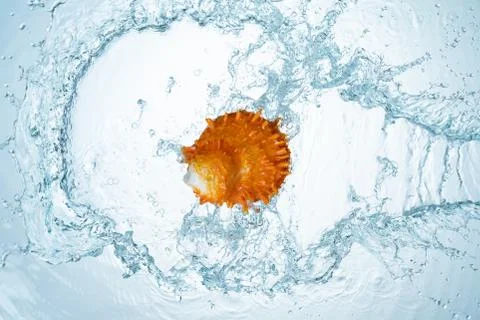 Seashell water splash Stock Photos