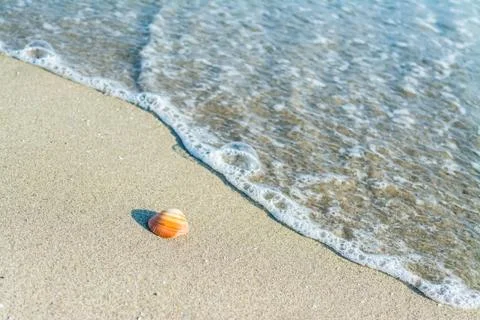 Seashell on the water's edge Stock Photos