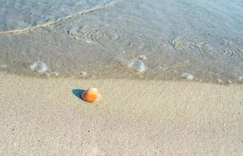 Seashell on the water's edge Stock Photos