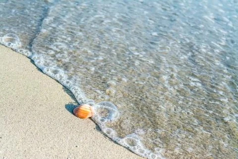 Seashell on the water's edge Stock Photos