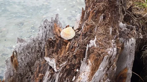 Seashell on Weathered Tree Stump in Kerikeri New Zealand Vídeo Stock 344987230