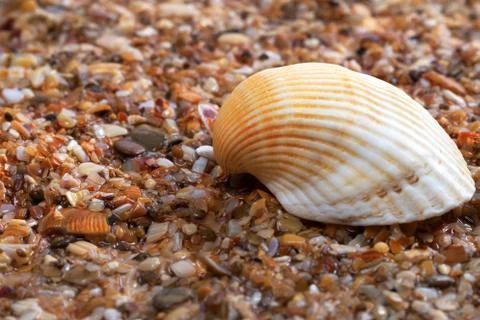 Seashell on wet sand Foto stock
