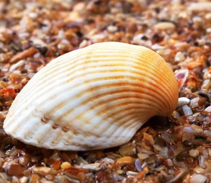 Seashell on wet sand Stock Photos