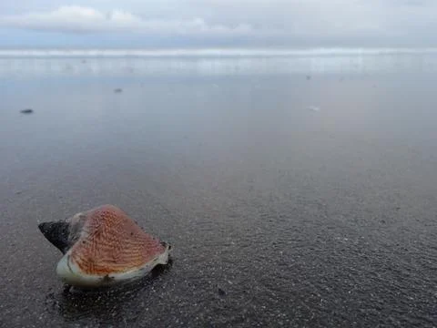 Seashell on a wet sandy beach with ocean in the background Stock Photos