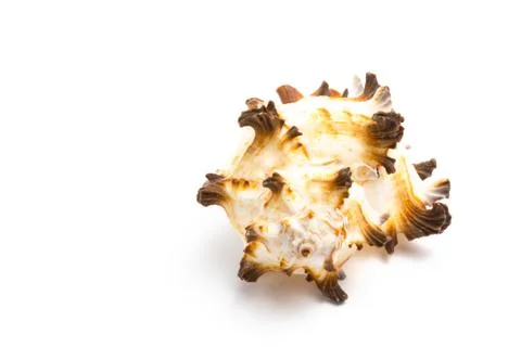 Seashell on a white background. close up Stock Photos