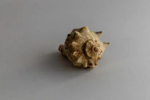Seashell on white background illuminated by bright light Stock Photos
