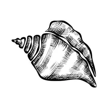 Seashell on white background Stock Illustration