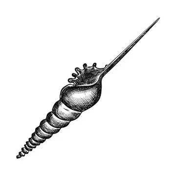 Seashell on white background Stock Illustration