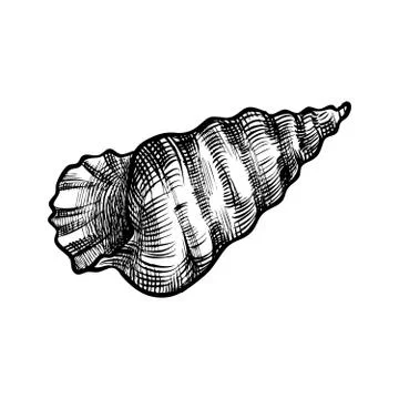 Seashell on white background Stock Illustration