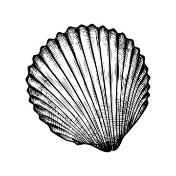 Seashell on white background Stock Illustration