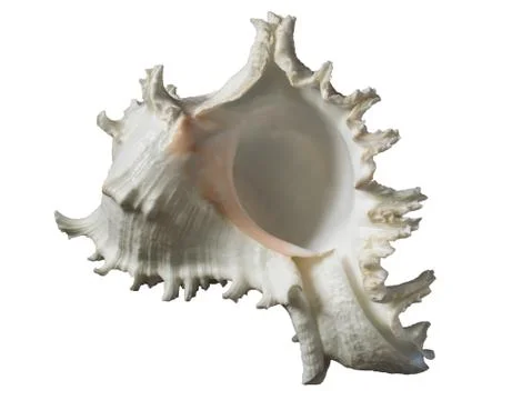 Seashell on a white background isolate Stock Photos