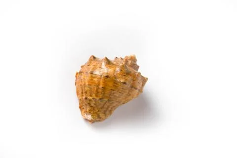 Seashell on a white background isolate Stock Photos