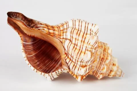 Seashell on a white background, macro, soft focus Stock Photos