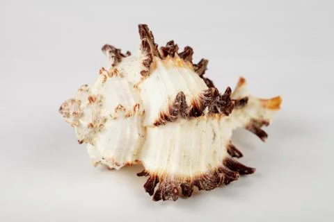 Seashell on a white background, macro, soft focus Stock Photos