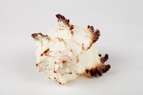 Seashell on a white background, macro, soft focus Stock Photos