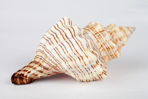 Seashell on a white background, macro, soft focus Stock Photos