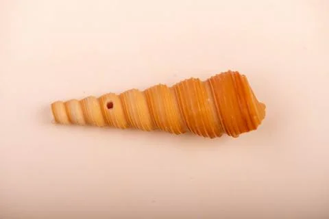Seashell on a white background, not isolated, close-up, selective focus. Stockfoto's