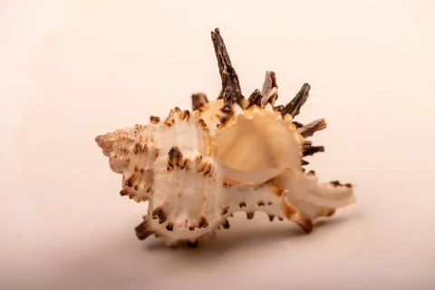 Seashell on a white background, not isolated, close-up, selective focus. Stock Photos