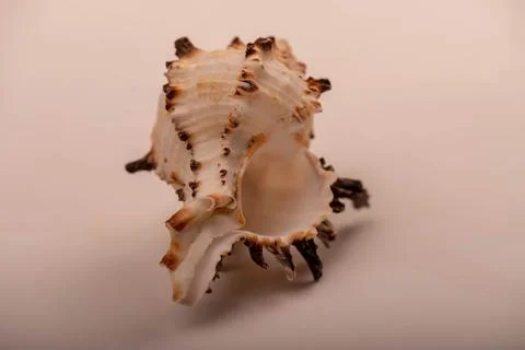 Seashell on a white background, not isolated, close-up, selective focus. Stock Photos