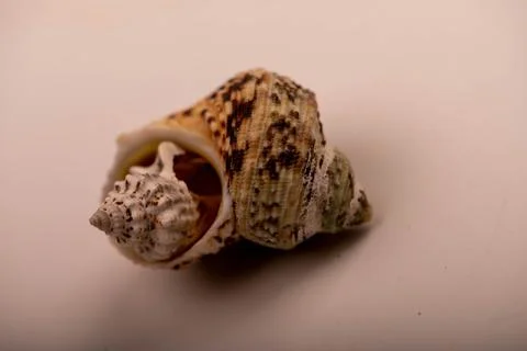 Seashell on a white background, not isolated, close-up, selective focus. Stockfoto's