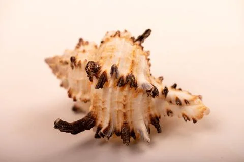 Seashell on a white background, not isolated, close-up, selective focus. Stock Photos