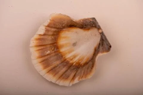Seashell on a white background, not isolated, close-up, selective focus. Stockfoto's