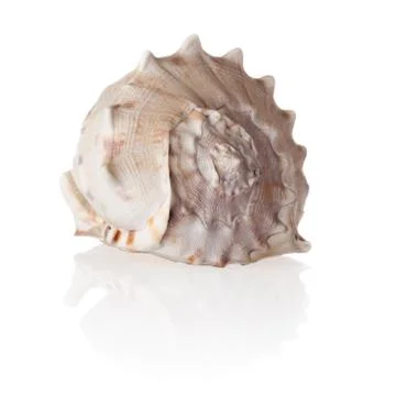 Seashell on white background. Stock Photos