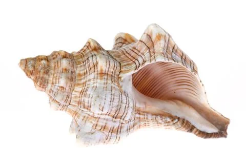 Seashell on white background Stock Photos