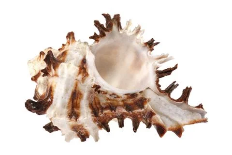 Seashell on white background Stock Photos