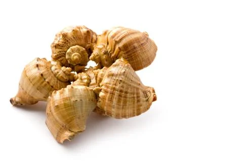 Seashell on white background Foto stock