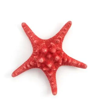 Seashell on white background Stock Photos