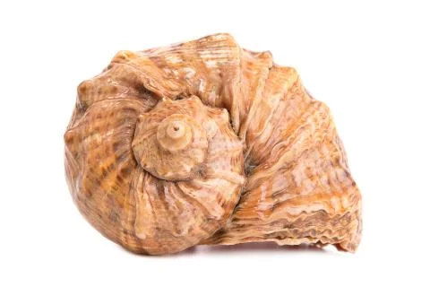 Seashell on white background Foto stock