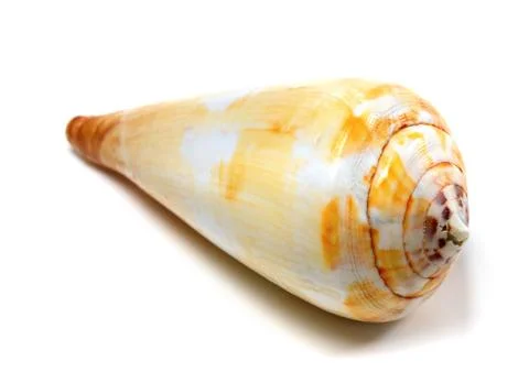 Seashell on white background Stock Photos