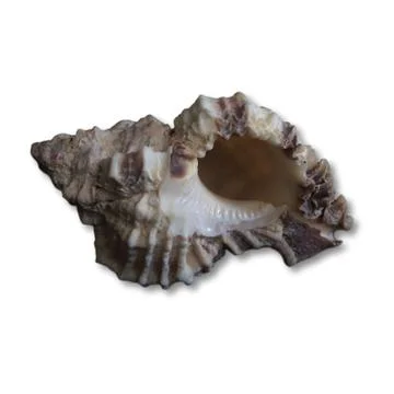 Seashell on white background Stock Photos