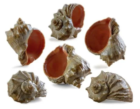 Seashell on white background Stock Photos