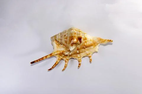 Seashell in white background Stock Photos