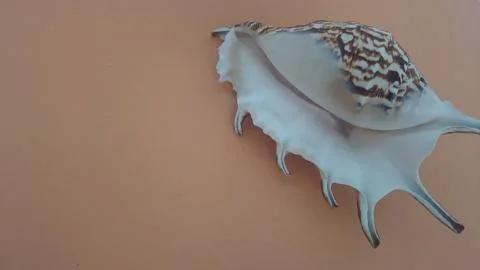Seashell with white-brown stripes on a red background Stock Photos
