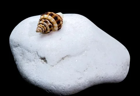 Seashell on White Pebble black Background Stock Photos