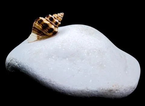 Seashell on White Pebble black Background Foto stock