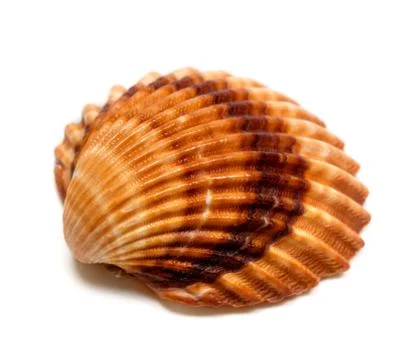 Seashell on white Stock Photos