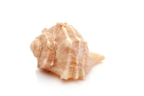 Seashell on white Foto stock