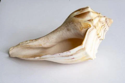 Seashell on white Stock Photos